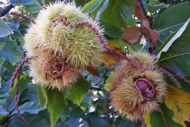 castagne