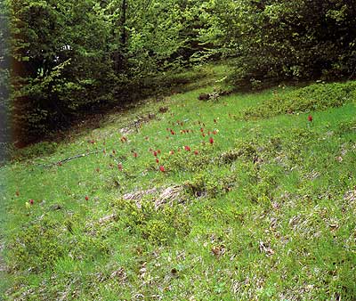 Fioritura primaverile nelle praterie  intercalate dai faggi (foto Marco Fontanesi)